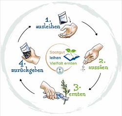 Grafik: Kreislauf Saatgutbibliothek