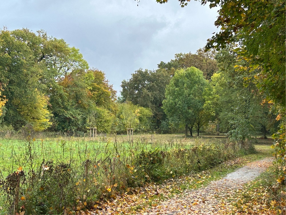 Foto: Blick ins Grüne über eine Wiese