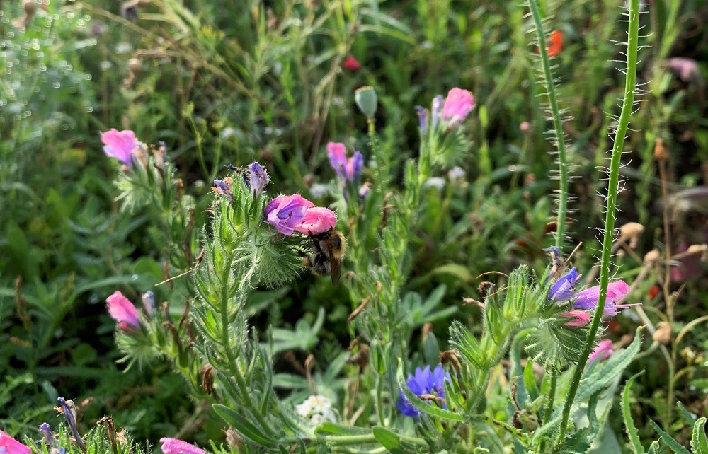 Foto: Blumenwiese mit Bienen