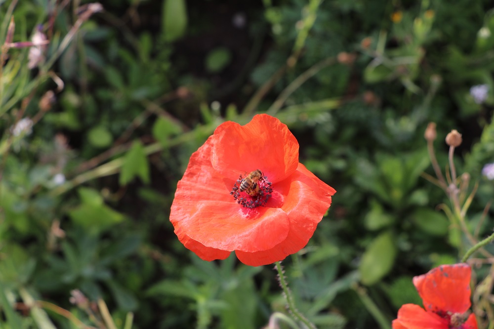 Foto: Mohnblüte mit Biene