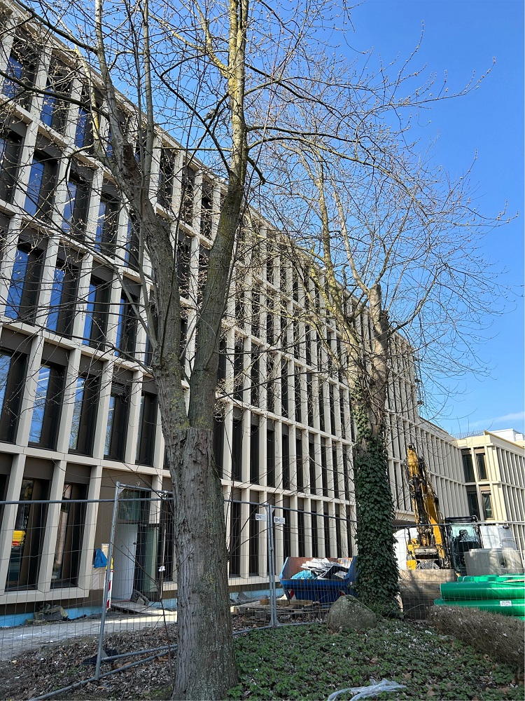 An der Stadthaus-Baustelle weichen drei Bäume.
