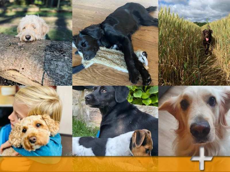 Collage Hunde