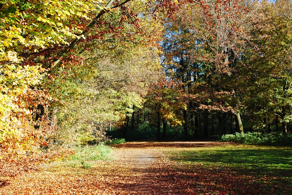 Foto: Herbst im Ahlener Stadtpark