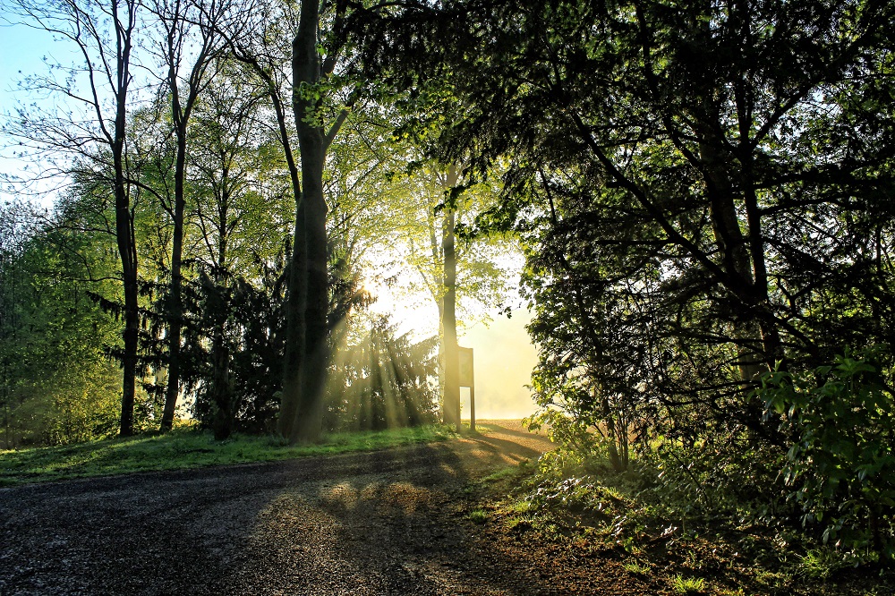 Foto: Stadtwald Langst