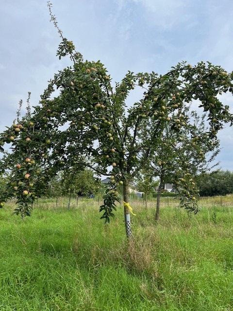 Obst spenden mit der Aktion "Gelbes Band"