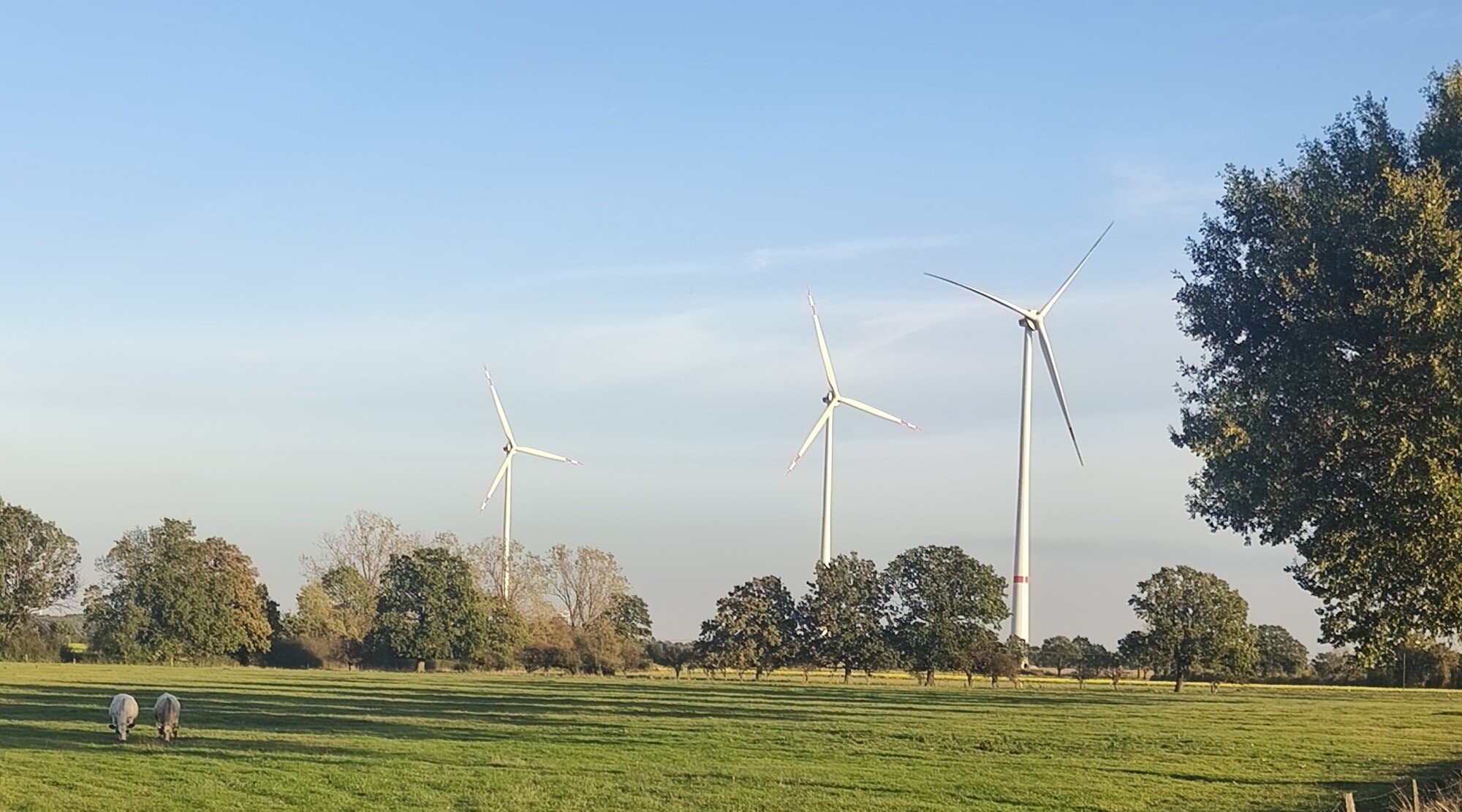 Foto: Blick über eine Wiese auf Windkrafträder