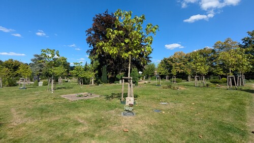 Foto: Baumgrab auf dem Westfriedhof