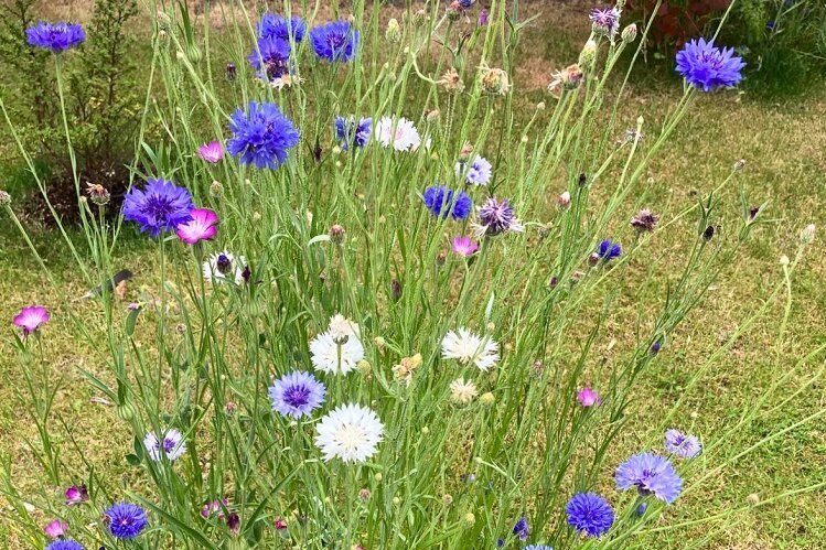 „Warendorfer Mischung“ blüht auch in Ahlen