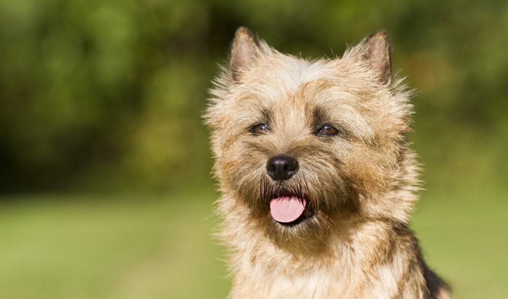 Foto: Terrier