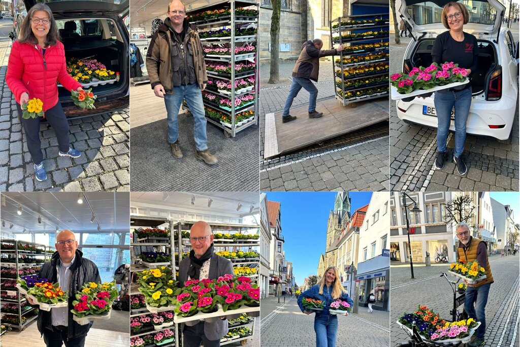 Collage Auslieferung bunte Primeln