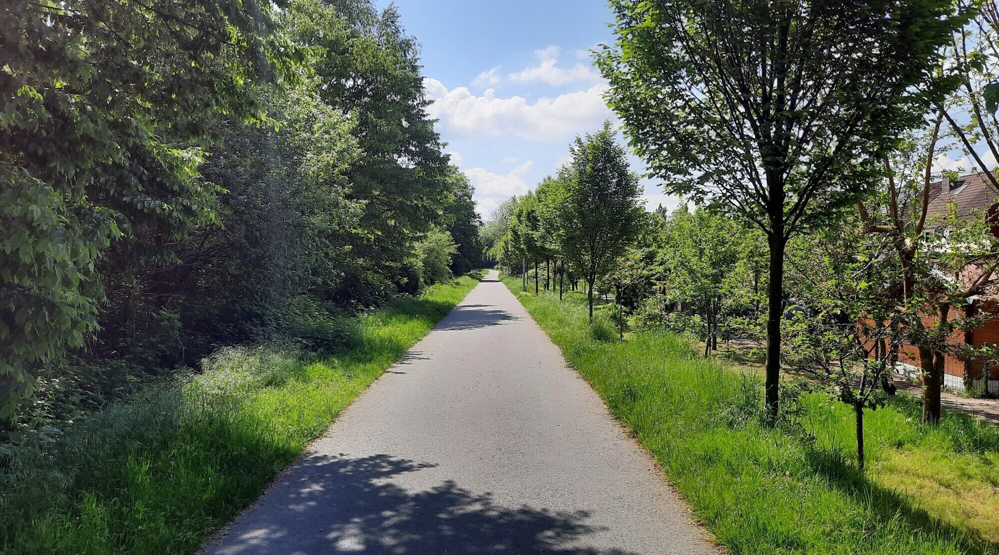 Foto: Blick auf einen Radweg mit begrünten Seitenstreifen