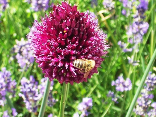 Foto: Sommerblumenwiese
