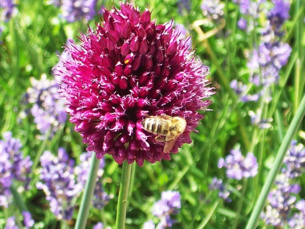 Foto: Sommerblumenwiese