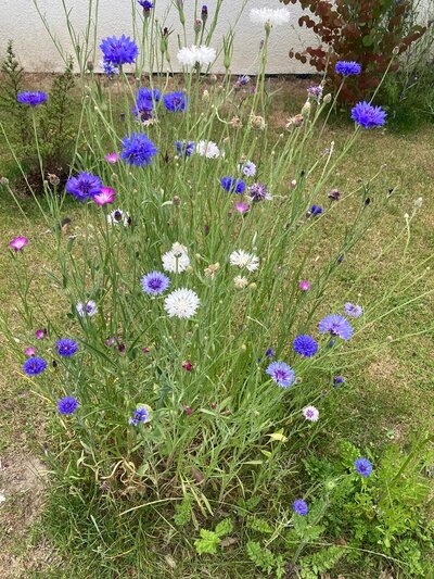 Foto: blühende Blumen