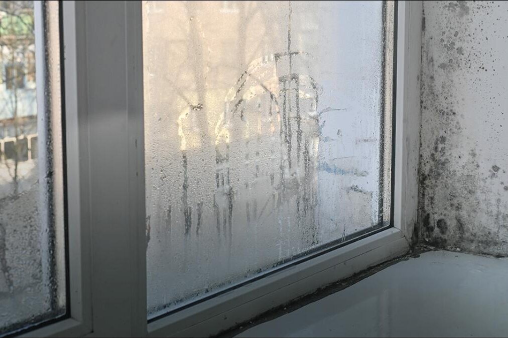 „Schimmelalarm: Ursachen verstehen, Probleme lösen!“