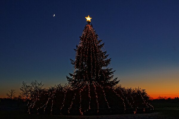 Foto: Weihnachtsbaum
