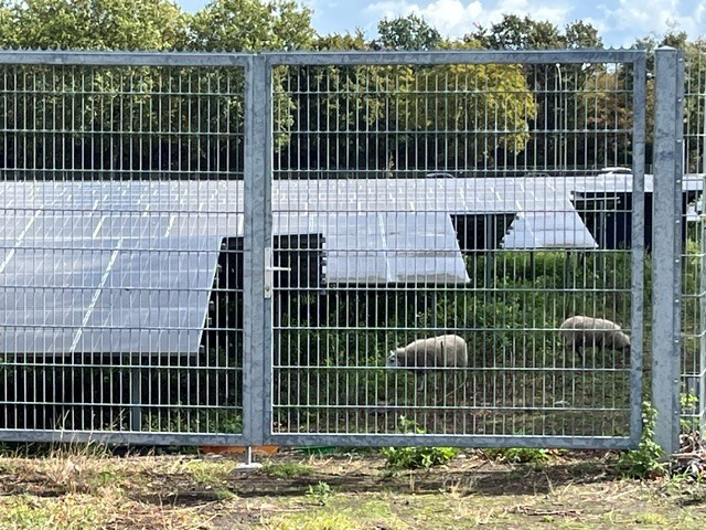 Foto: Photovoltaikanlage auf einer Wiese mit Schafen darunter