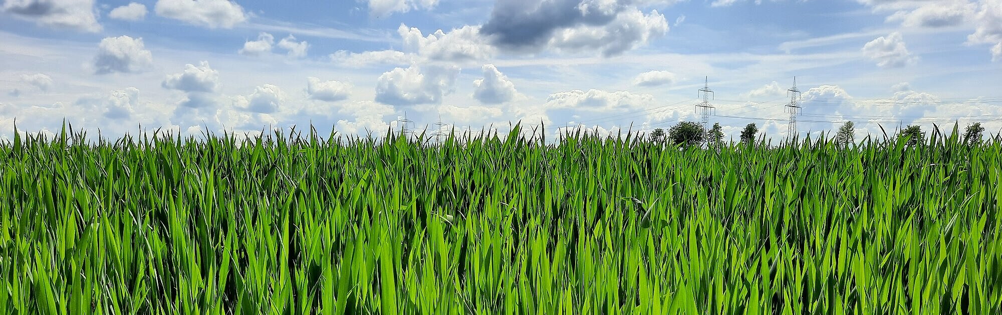 Foto: Blick über ein Feld