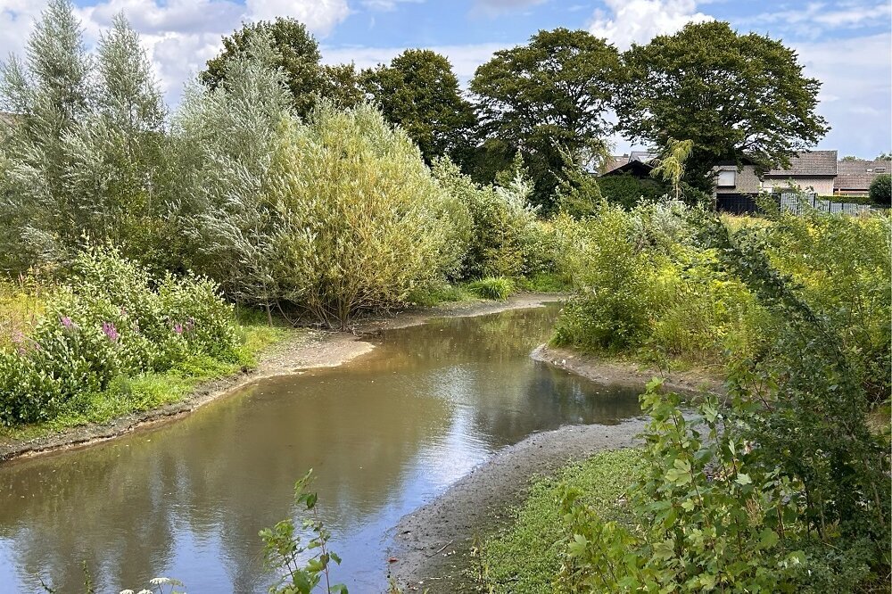 Nicht jeder braune Rasen braucht Wasser