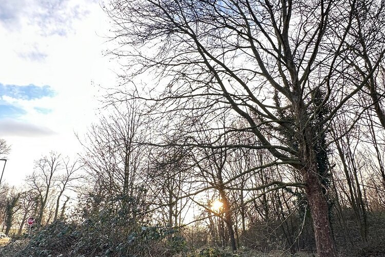 Baumfällarbeiten im Stadtgebiet: Vorbereitung für Straßenbau und mehr Verkehrssicherheit