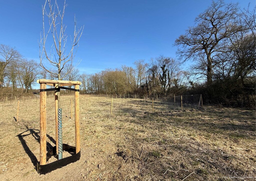 Freie Fläche Wald Entstehung