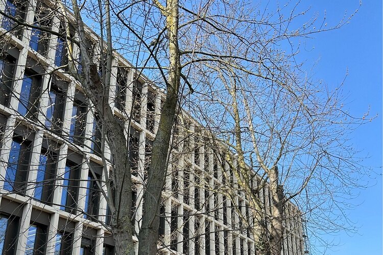 Bäume weichen an der Westenmauer 