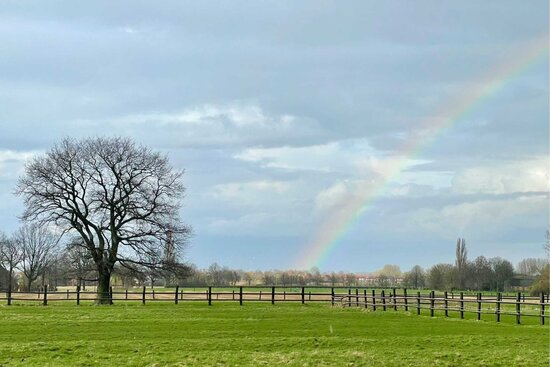 Weide mit Baum und Regenbogen
