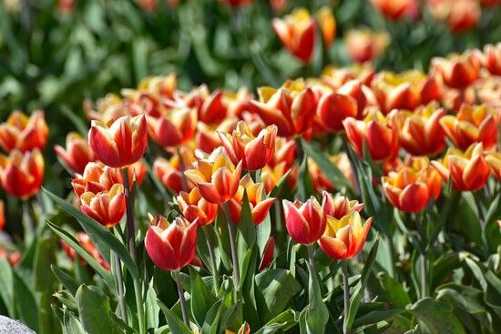 Foto: Tulpenfeld