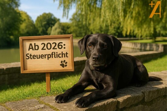 schwarzer Hund liegt auf Mauer mit Holzschild