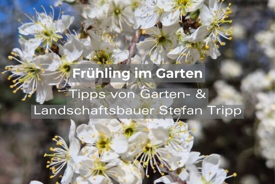 Blütenstrauch