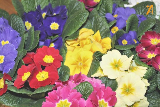 bunte Primeln