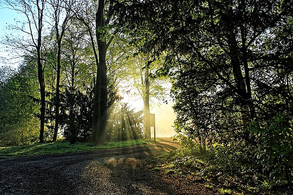 Foto: Stadtwald Langst