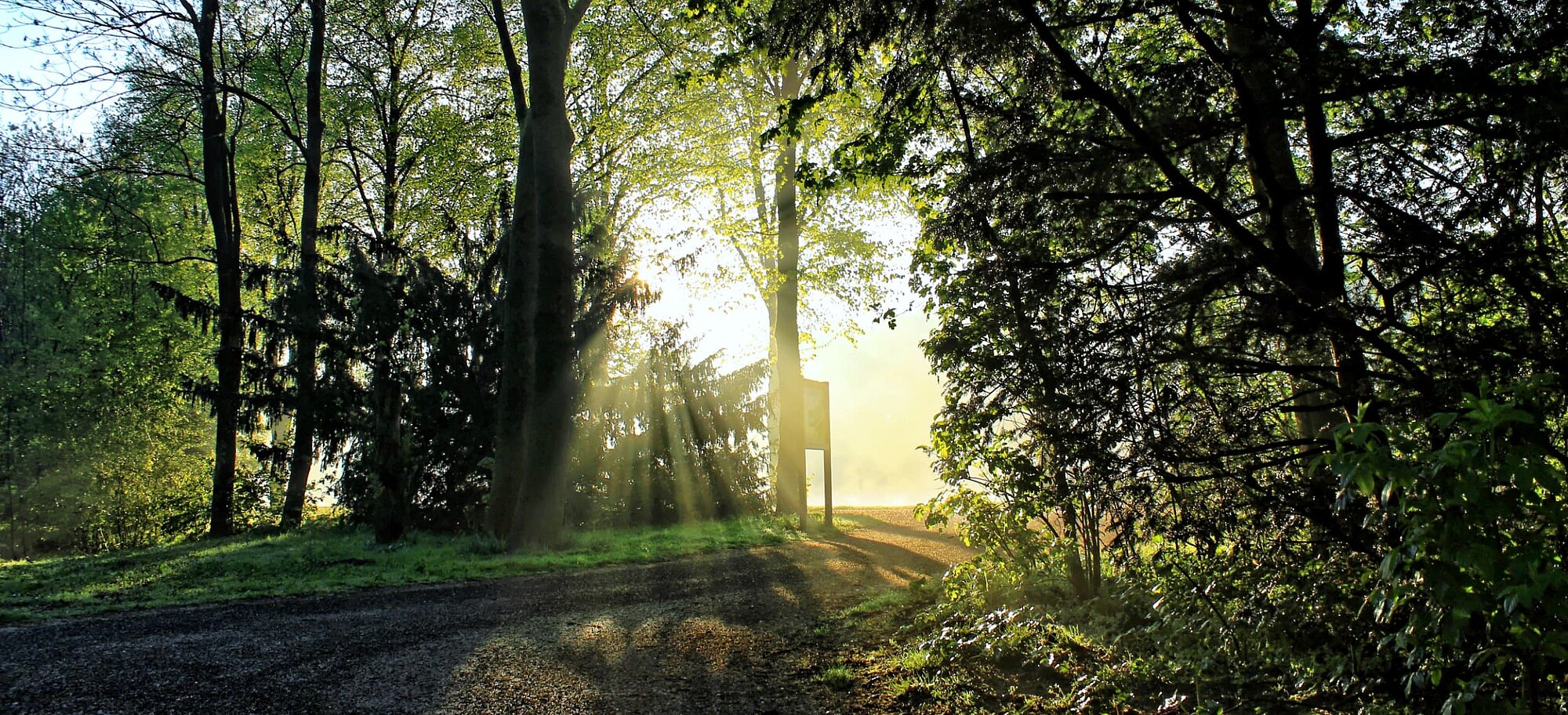 Foto: Blick in einen Wald mit Sonnenstrahlen im Hintergrund